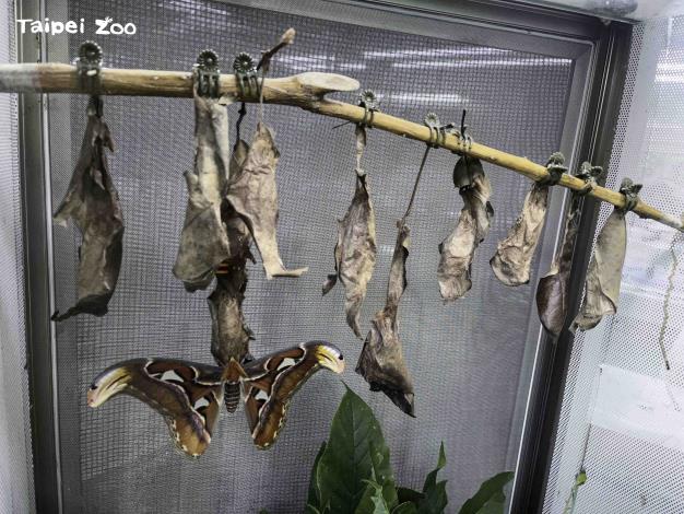 走進昆蟲館的蝴蝶溫室，第一個櫥窗裡掛著一排枯葉，其實是皇蛾的繭