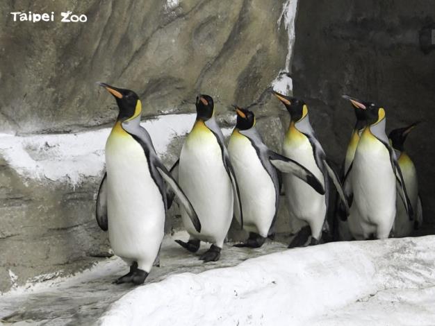 國王企鵝的健康檢查結果顯示除了族群年齡層偏大，身體狀況一切正常