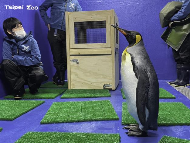 國王企鵝「嘟胖」和Xpark的保育員們熟悉中（Xpark提供）