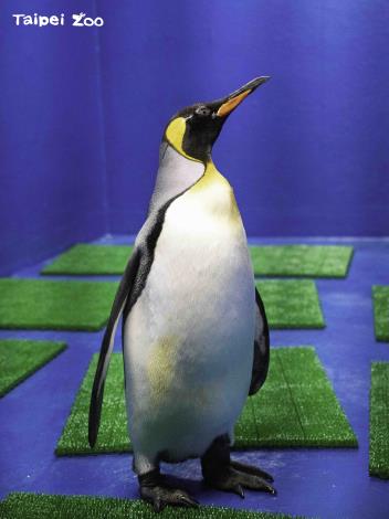 臺北市立動物園最年輕的國王企鵝「嘟胖」，去年底赴Xpark參與借殖計畫