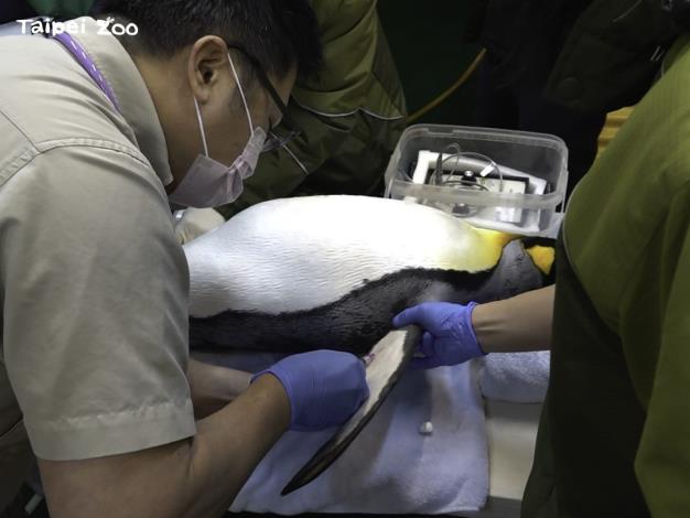 臺北市立動物園在新年1月陸續安排國王企鵝進行健康檢查
