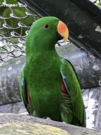 折衷鸚鵡雄鳥是亮綠色（林俊佑攝）