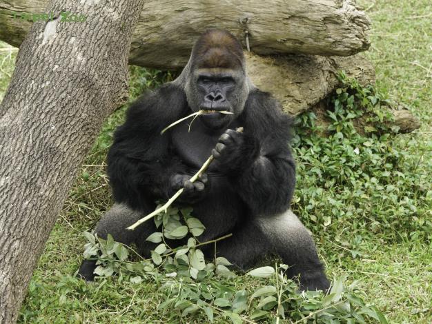 雄性金剛猩猩的體重約170公斤左右，成年個體一天進食的時間非常長（詹德川攝）