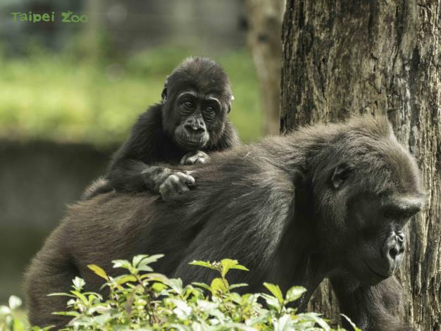 幼年金剛猩猩在3歲前都會緊黏著媽媽