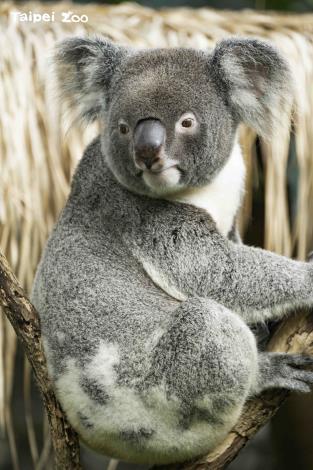 2022年2月，無尾熊在澳洲首都特區、新南威爾斯州和昆士蘭州被正式列為瀕危物種