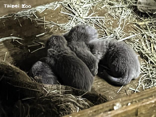 睽違了四年，臺北市立動物園的小爪水獺家族再次迎來四胞胎（林立婷攝）