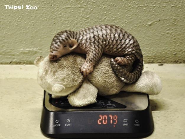 布拉格動物園經歷穿山甲寶寶體重下降、媽媽泌乳量不足、不得不趕緊介入人工哺育的辛苦過程, 現在寶寶體重總算穩定增加中（布拉格動物園提供）