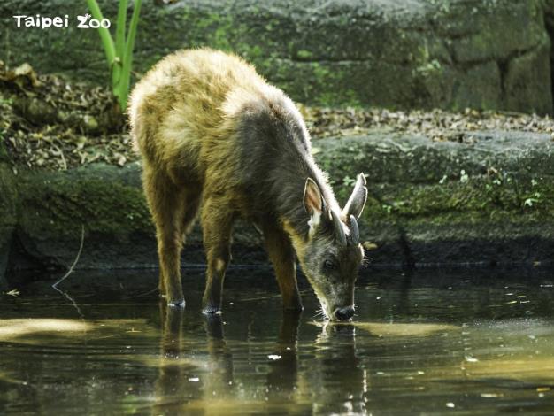 為了讓更多外籍遊客能夠認識臺灣瀕危動物，臺北市立動物園自3月份起提供團體預約英文解說導覽服務