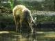為了讓更多外籍遊客能夠認識臺灣瀕危動物，臺北市立動物園自3月份起提供團體預約英文解說導覽服務