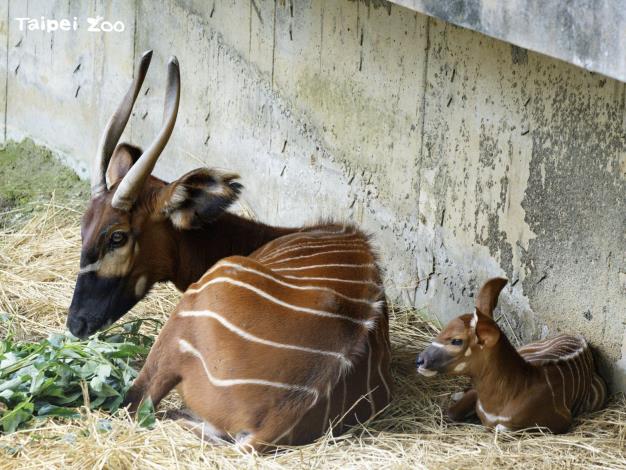斑哥羚羊的懷孕期將近十個月，一胎只生產一隻幼仔