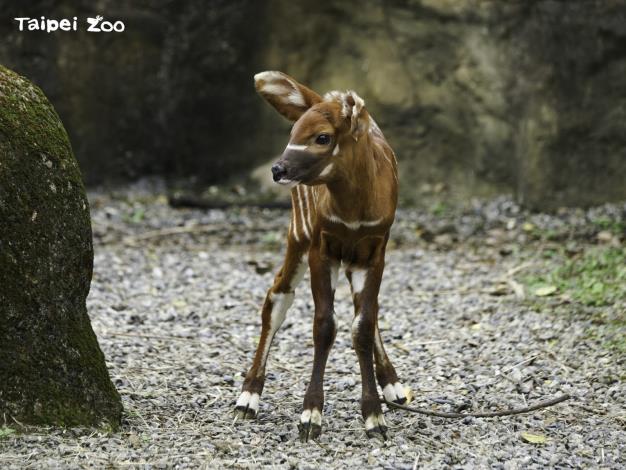 斑哥羚羊是雄性與雌性皆會長角的牛科動物，而幼仔約至半歲大才會開始長角（詹德川攝）
