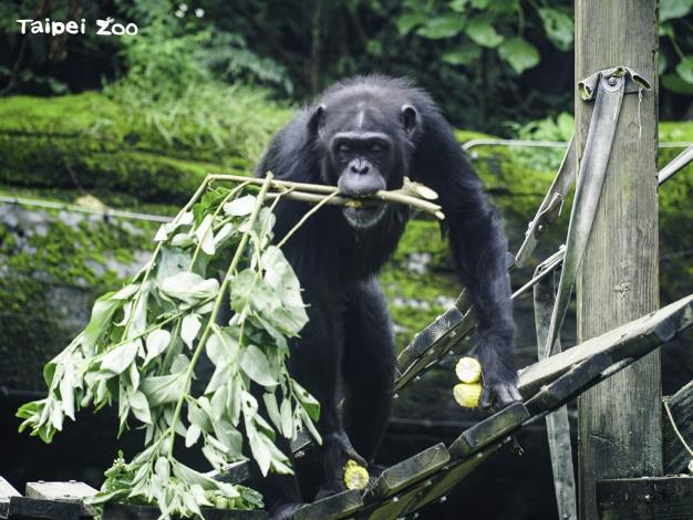黑猩猩喜歡口感脆脆的蔬菜