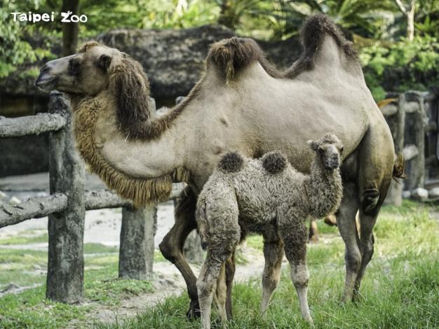 雙峰駱駝的育幼期大約會持續兩年左右