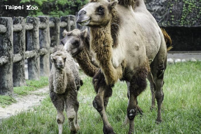 雙峰駱駝「煙子」（左）打從出生開始，就緊跟著媽媽「梅煙」（右）和姐姐「煙行」形影不離地生活
