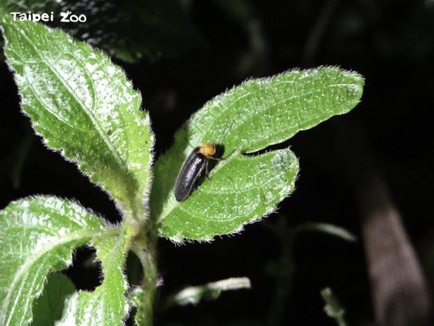 以低海拔地區來說，螢火蟲成蟲發生的極大期就是在晚春到初夏這段時間