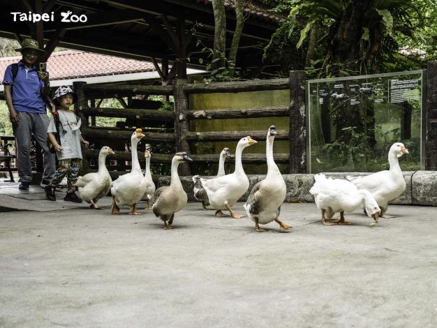 臺北市立動物園推出萌度爆表之「家鵝遊行」，期待遊客來園共遊，一同起步走！