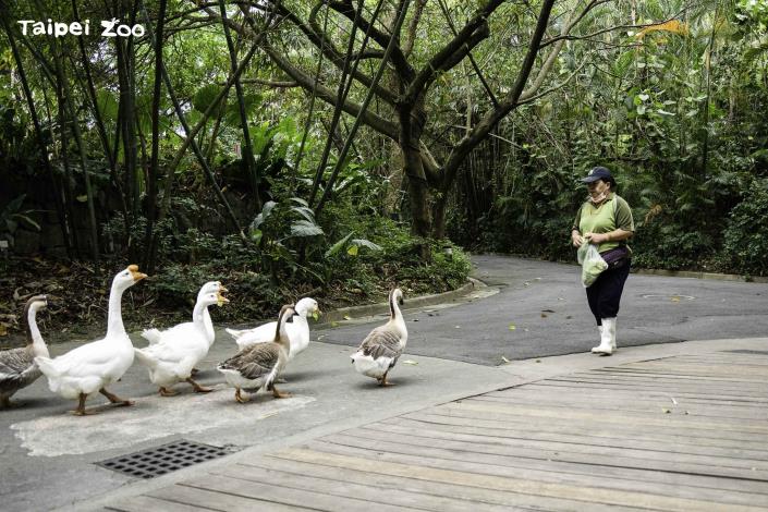 家鵝很容易”結黨群聚＂，又喜歡一隻挨著一隻跟隨