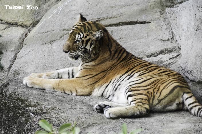 野貓保育聯盟希望透過保護域內的這些大型貓科動物以及其棲息地，讓這些珍貴的物種能夠免於滅絕（孟加拉虎）