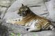 野貓保育聯盟希望透過保護域內的這些大型貓科動物以及其棲息地，讓這些珍貴的物種能夠免於滅絕（孟加拉虎）