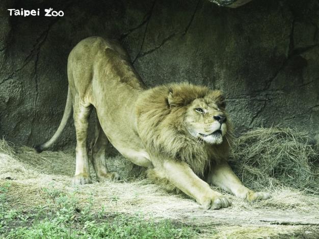 非洲獅：趴累了，伸伸懶腰！