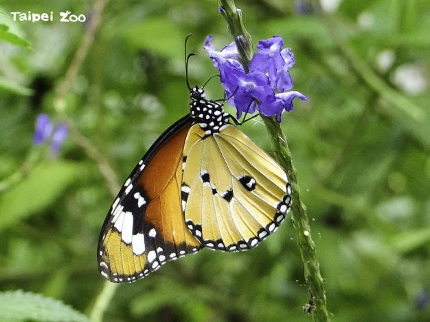 每年的5月22日為國際生物多樣性日（樺斑蝶）