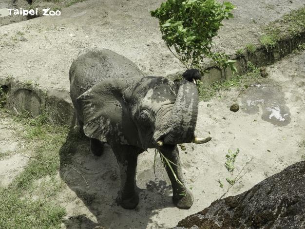 非洲象「千惠」：不開放期間修剪樹木，我們就可以加菜啦！