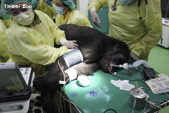 新加入動物園的每隻個體，在完成檢疫前，都會進行一次完整的健康檢查（雌性金剛猩猩）