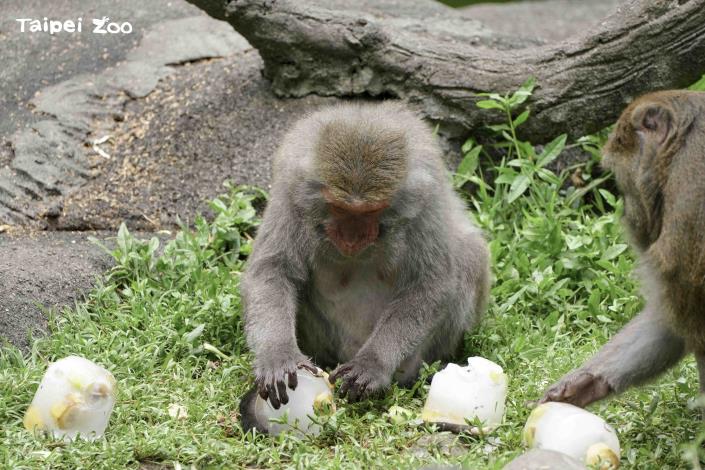 臺灣獼猴：太棒了，實現水果冰自由，謝謝「夜宿動物園」小朋友們的愛心！