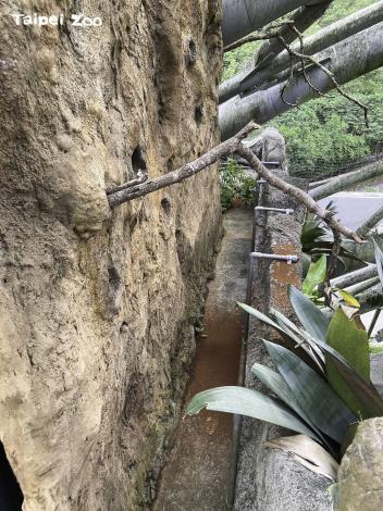 去年穿山甲館建置的仿岩巢區成功喚醒公鳥的挖洞本能(施佳伶攝)