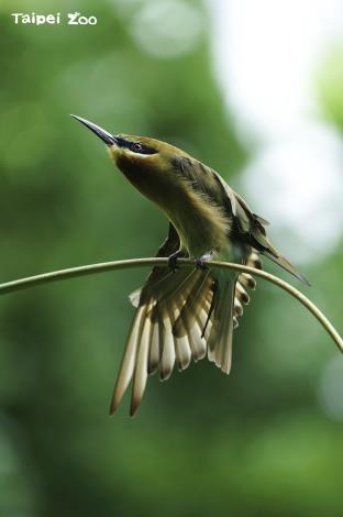 栗喉蜂虎:休息伸展一下,再繼續努力挖土(詹德川攝)