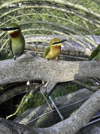 栗喉蜂虎的公鳥(右)每天挖得灰頭土臉的,綠色的羽毛都變成紅棕色(張詠翔攝)