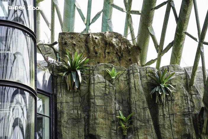 照養栗喉蜂虎的團隊,在穿山甲館景觀電梯右側上方,建置模仿野外沙質壤土的仿岩巢區