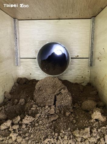 今年繁殖季公鳥們再次挖土重來,就看母鳥們給不給面子了(施佳伶攝)