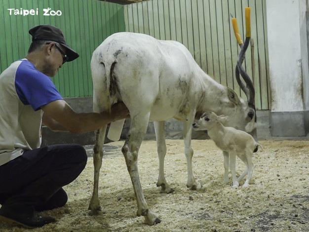 保育員為「依杉」擠奶，讓她能夠持續分泌乳汁