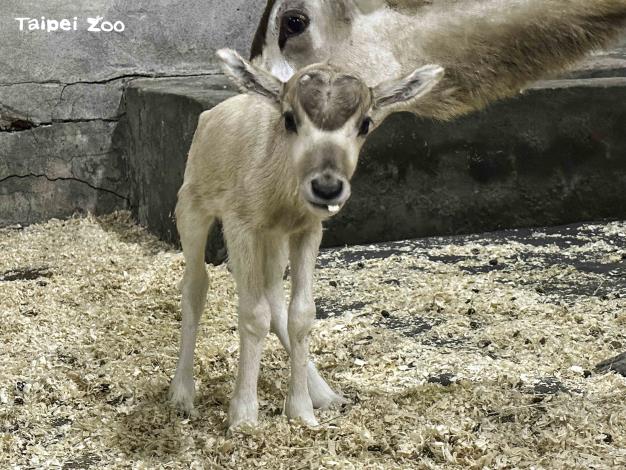 「依杉」的寶寶體重只有3,774公克，身形明顯嬌小許多（蔡昀陵攝）