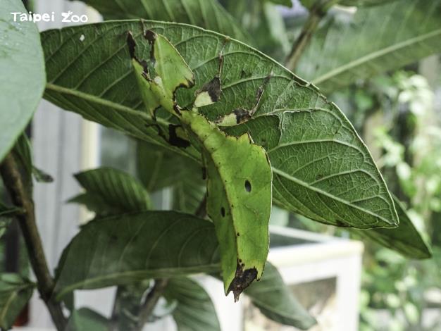 「䗛蛋幾咧」駐站邀請民眾觀察竹節蟲蛋,並挑戰找蟲和挑蛋(巨人葉䗛)