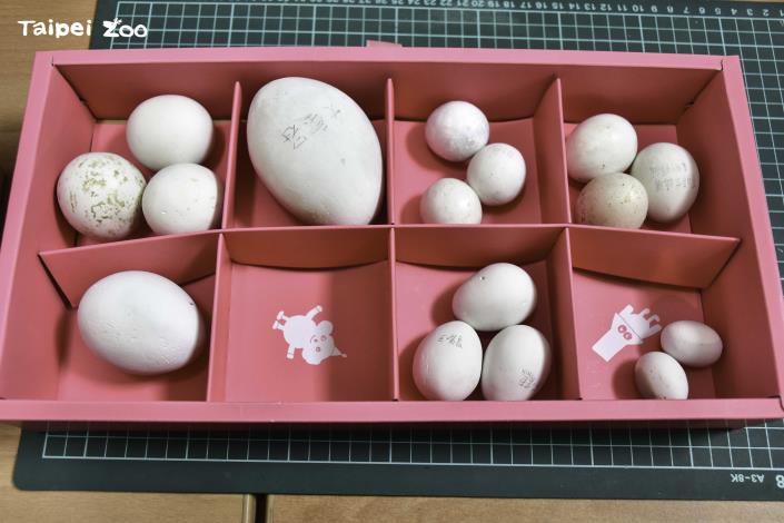 此次活動與以認識不同生物的蛋的知識性內容為主，並搭配動物園許多卵生動物的蛋的實體展示
