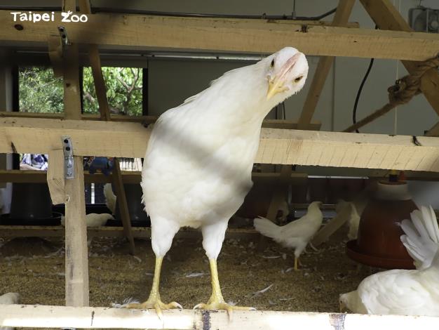 動物園將提供「快樂雞莊」所生產的「福利蛋」讓民眾挑戰立蛋