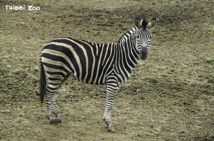 查普曼斑馬(詹德川攝)