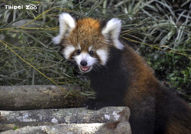 在國際小貓熊調度協調員建議下,積極與日本動物園洽談聯繫有關小貓熊交換血緣的機會