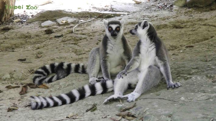 環尾狐猴:太好了,有了新的竹製天橋,我們就不用坐在地上了,可以在橋上享受日光浴!