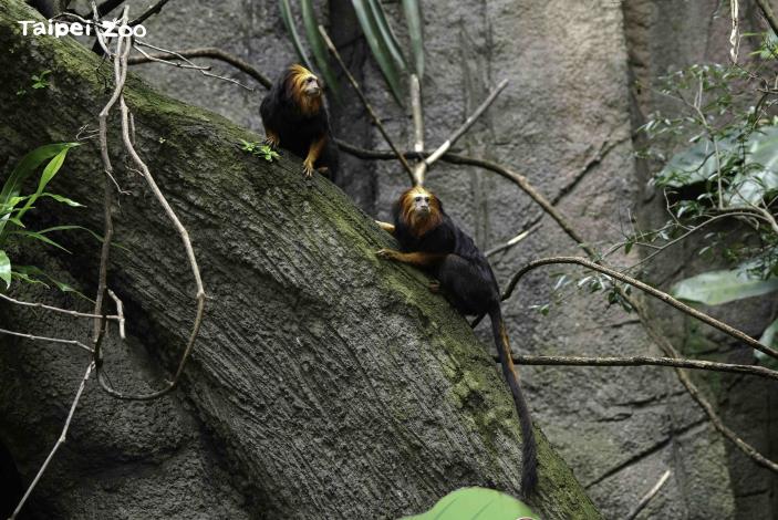 原本居住在穿山甲館內的金頭獅狨「Kopi」、「Kaya」兄弟檔,在不對外開放期間,已搬到熱帶雨林區的新家(詹德川攝)