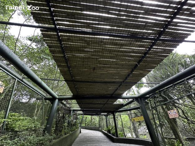 馬達加斯加狐猴館也在不對外開放期間完成一座嶄新的竹子天橋(蔡昀陵提供)