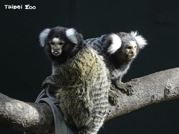 普通狨的個性比較大膽,會帶頭出來活動場探險