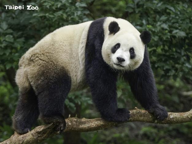 大貓熊「圓寶」目前的體重約94.5公斤，個性比小時候更穩定、有耐心（詹德川攝）