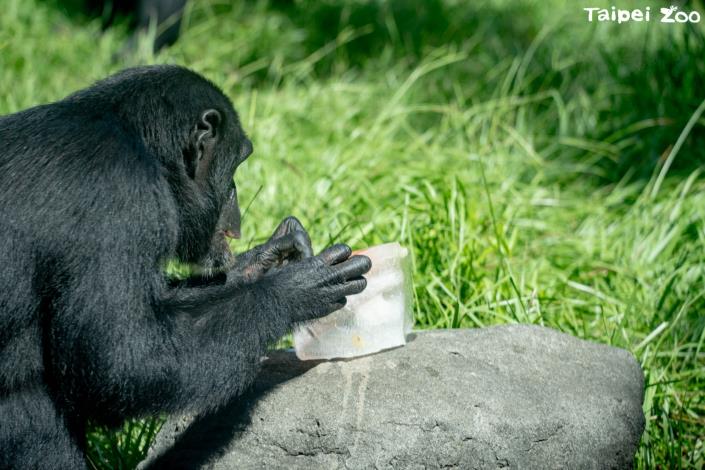 「黑白好友」黑猩猩共享生日蛋糕