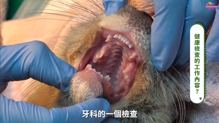 牙齒的良窳決定動物的健康，獸醫定期要為動物做健檢