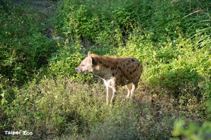 斑點鬣狗「小乖」在新戶外活動場曬太陽
