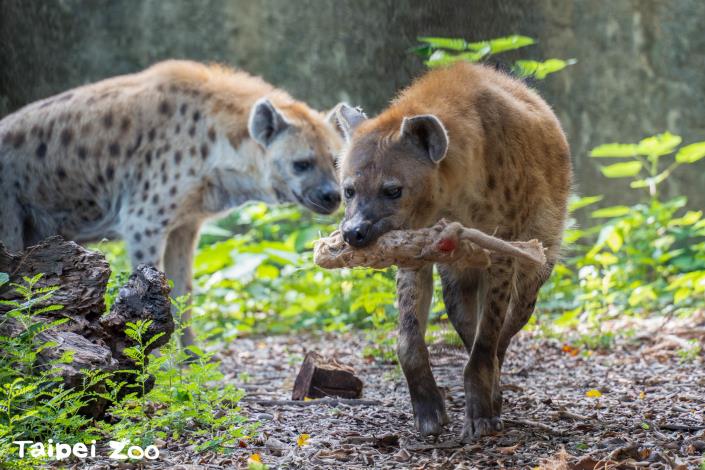 斑點鬣狗叼著特製的麻布袋造型行豐玩具