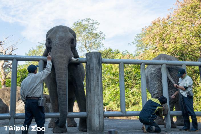 大象是很聰明的動物也會認保育員當獸醫要出馬為動物健檢時都要整個團隊多人協助